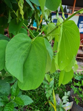Yeşil yapraklı bitki evin önündeki ağaca yapışıyor.