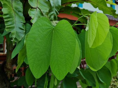 Yeşil yapraklı bitki evin önündeki ağaca yapışıyor.