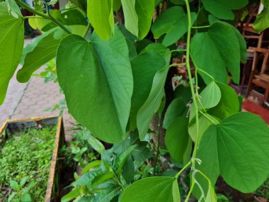 Yeşil yapraklı bitki evin önündeki ağaca yapışıyor.
