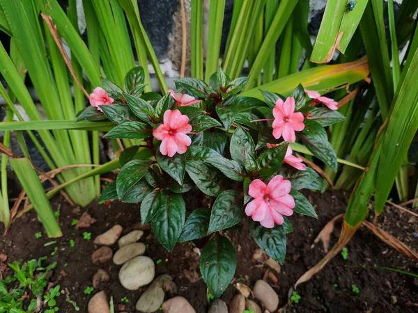 Κόκκινο Λουλούδι Χέννα Πράσινα Φύλλα Στον Κήπο — Φωτογραφία Αρχείου