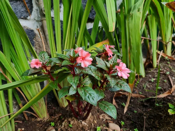 Red Henna Flower Green Leaves Garden — Stock Photo, Image