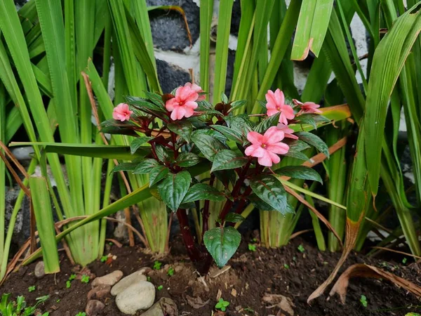 Czerwony Kwiat Henny Zielonymi Liśćmi Ogrodzie — Zdjęcie stockowe