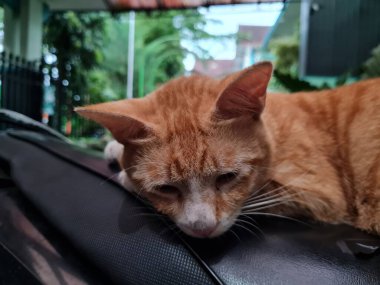 Siyah motosiklet koltuğunda uyuyan kahverengi tüylü kedi.