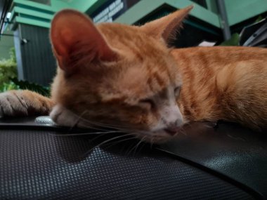 Siyah motosiklet koltuğunda uyuyan kahverengi tüylü kedi.