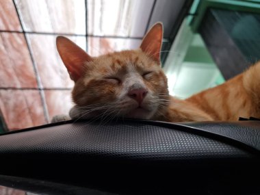 Siyah motosiklet koltuğunda uyuyan kahverengi tüylü kedi.