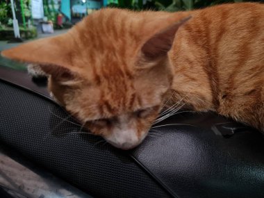 Siyah motosiklet koltuğunda uyuyan kahverengi tüylü kedi.