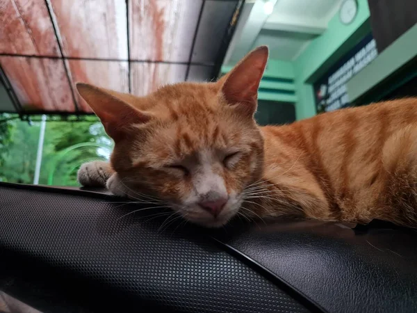 Siyah motosiklet koltuğunda uyuyan kahverengi tüylü kedi.