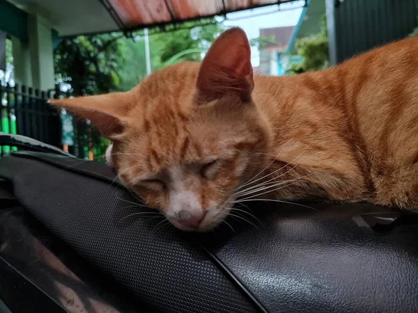 Siyah motosiklet koltuğunda uyuyan kahverengi tüylü kedi.