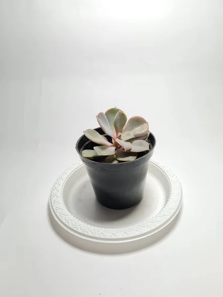 Mini Cacto Planta Ornamental Vaso Preto — Fotografia de Stock