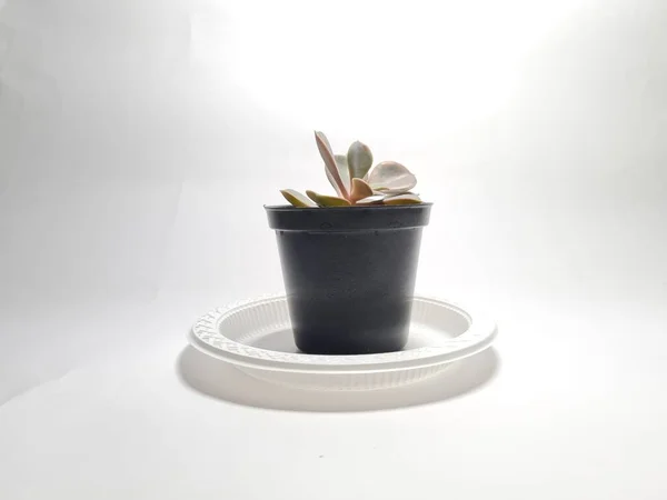 Mini Kaktusz Dísznövény Fekete Edényben — Stock Fotó
