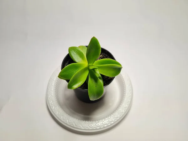 Mini Cacto Planta Ornamental Vaso Preto — Fotografia de Stock