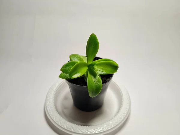 Mini Cactus Sierplant Zwarte Pot — Stockfoto