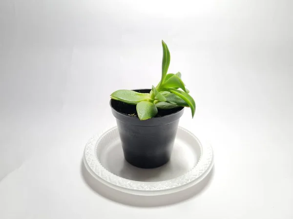 Мини Кактус Декоративное Растение Черном Горшке — стоковое фото