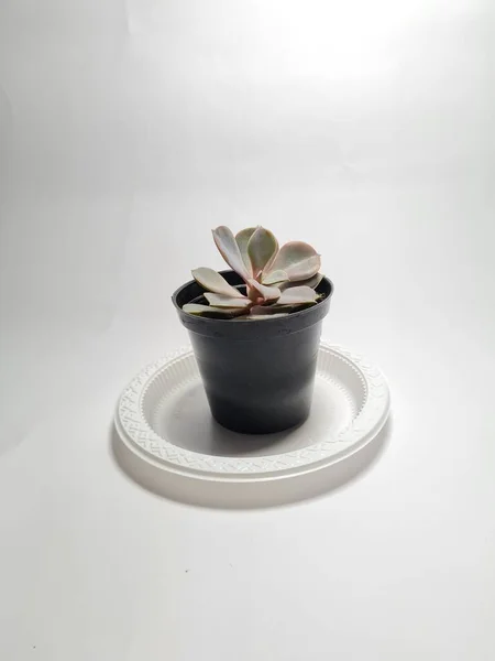 Mini Cacto Planta Ornamental Vaso Preto — Fotografia de Stock