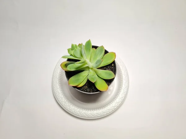 Mini Cactus Ornamental Plant Black Pot — Stock Photo, Image