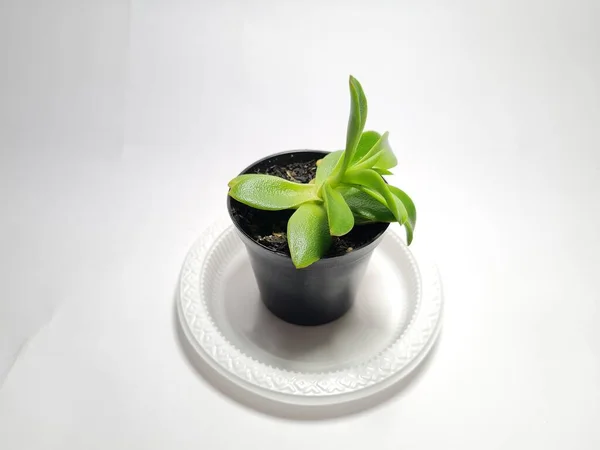 Мини Кактус Декоративное Растение Черном Горшке — стоковое фото