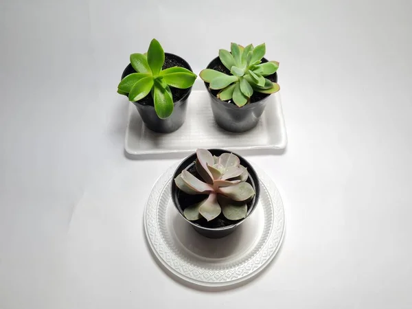 Mini Planta Ornamental Cactus Maceta Negra — Foto de Stock
