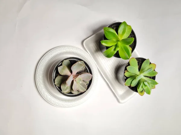 Mini Cacto Planta Ornamental Vaso Preto — Fotografia de Stock