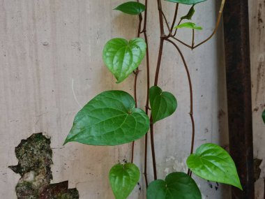 Yeşil betel bitkisi bitkisel ilaçlar için kullanılan beyaz duvara yayılır.