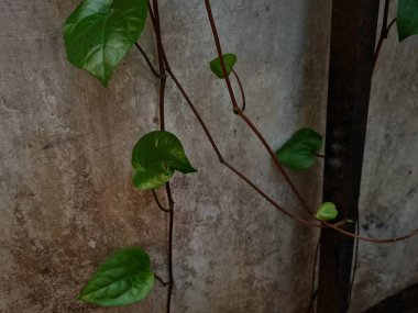 Yeşil betel bitkisi bitkisel ilaçlar için kullanılan beyaz duvara yayılır.