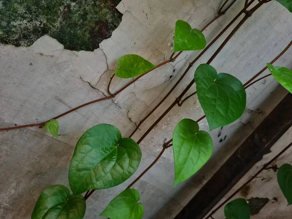 Green Betel Plant Spreads White Wall Which Functions Herbal Medicine — Foto de Stock