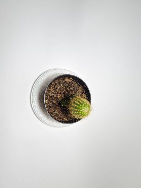 Mini kaktüs saksıda süs bitkisi