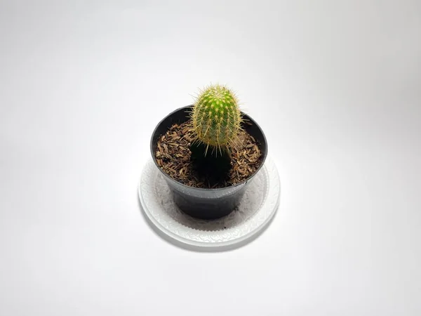 Mini Cactus Ornamental Plant Pot — Stockfoto