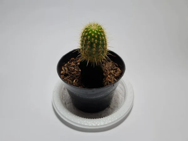 Mini Cactus Ornamental Plant Pot — Stockfoto