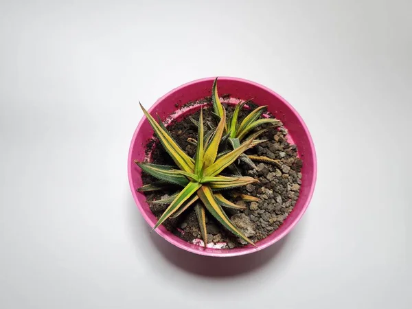 Mini Cactus Ornamental Plant Pot — стоковое фото