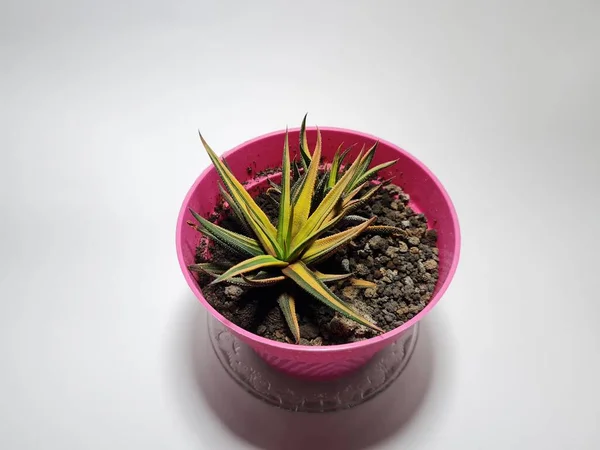Mini Kaktus Zierpflanze Topf — Stockfoto