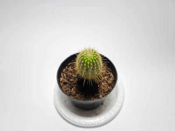 Мини Кактус Декоративное Растение Горшке — стоковое фото