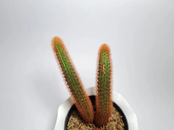 Mini Cactus Ornamental Plant Pot — 스톡 사진