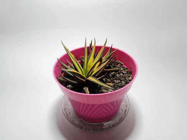 Mini Cactus Ornamental Plant Pot — Stockfoto