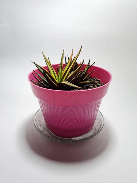 Mini Cactus Ornamental Plant Pot — Fotografia de Stock