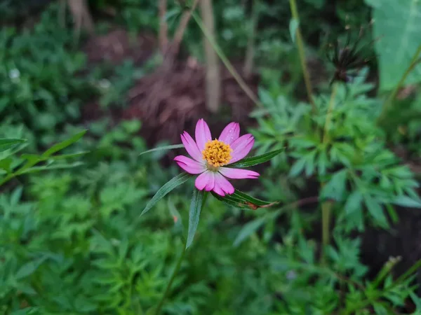 Pink Kenikir Flowers Green Leaves Whose Leaves Can Cooked School — Foto de Stock