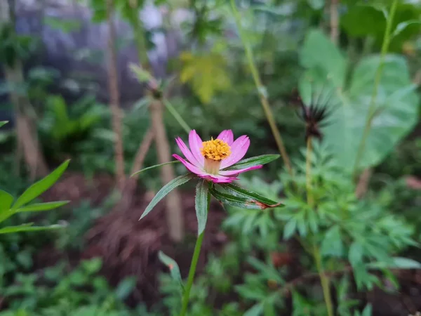 Flores Kenikir Rosa Com Folhas Verdes Cujas Folhas Podem Ser — Fotografia de Stock