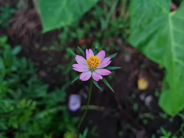 Pink Kenikir Flowers Green Leaves Whose Leaves Can Cooked School — Stok fotoğraf