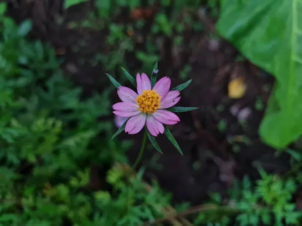 Flores Kenikir Rosa Con Hojas Verdes Cuyas Hojas Pueden Cocinar — Foto de Stock