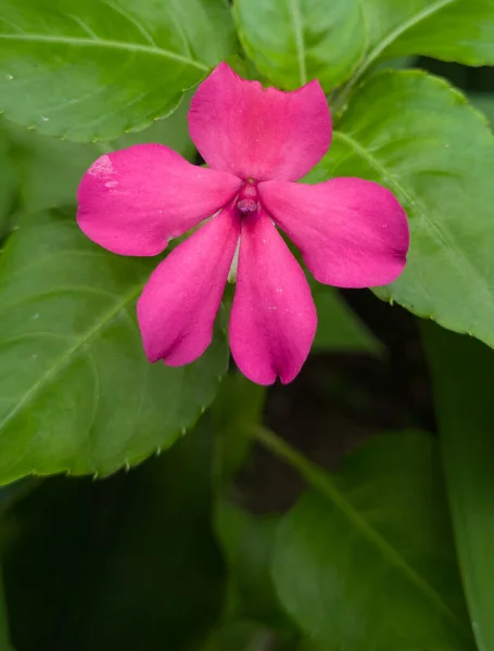 Ροζ Λουλούδι Χέννα Φυτό Πράσινα Φύλλα Στο Σχολικό Κήπο — Φωτογραφία Αρχείου
