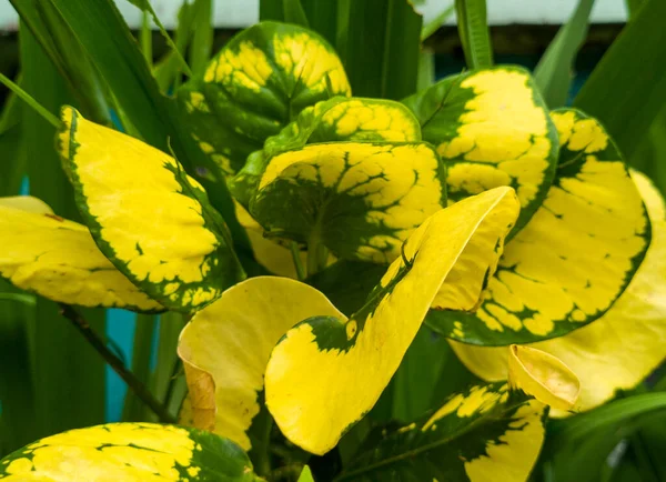 Πράσινα Και Κίτρινα Φυτά Καθαρισμού Στο Σχολικό Κήπο Που Περιβάλλεται — Φωτογραφία Αρχείου