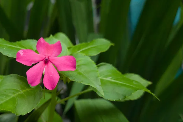 Ροζ Λουλούδι Χέννα Φυτό Πράσινα Φύλλα Στο Σχολικό Κήπο — Φωτογραφία Αρχείου