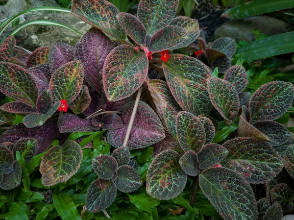 这种花是一种观赏植物 有褐色的叶子和红色的花 它的名字叫Episcia Cupreata 原产于非洲 — 图库照片
