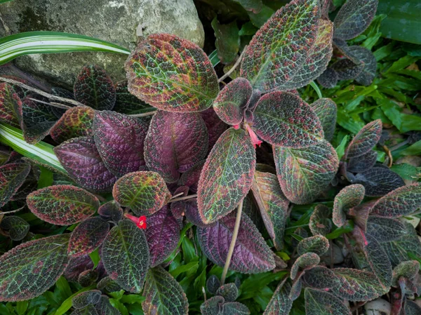 Ornamental Plant Brown Leaves Red Flowers Name Flower Episcia Cupreata — Stock Photo, Image