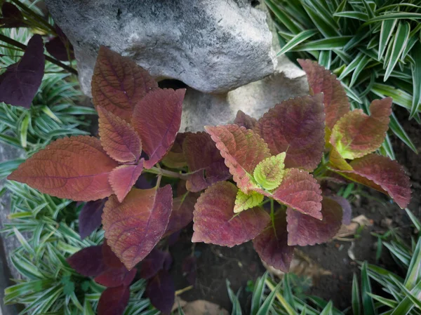 Sierplant Heeft Rode Bladeren Naam Van Plant Miana — Stockfoto