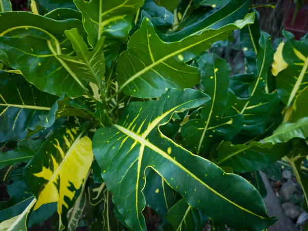 Green leafy puring plant background combined with other colors