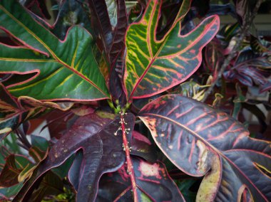 Toplama tesisinin arka planı diğer renklerle birleştirilmiş kahverengi yapraklardır.