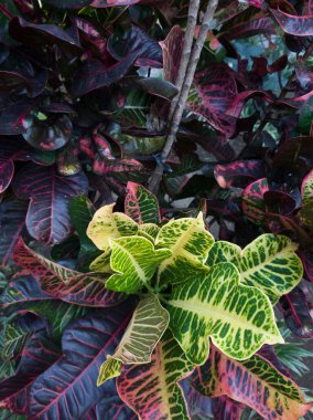 Toplama tesisinin arka planı diğer renklerle birleştirilmiş kahverengi yapraklardır.