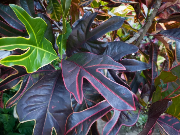 Toplama tesisinin arka planı diğer renklerle birleştirilmiş kahverengi yapraklardır.