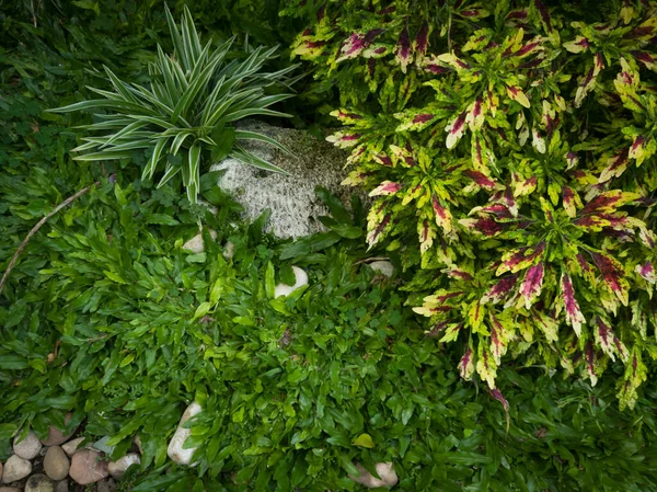 정원에 식물의 배경은 미아나 식물이다 — 스톡 사진