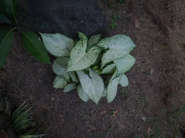 Ornamental Plants Garden Called Sri Rejeki White Color Combined Green — Stock Photo, Image